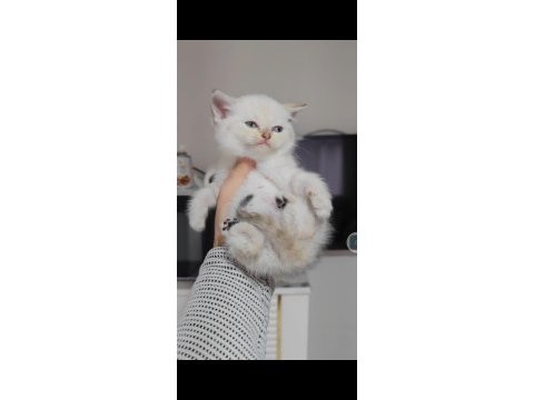 British shorthair silver point yavrumuz teslime hazırdır