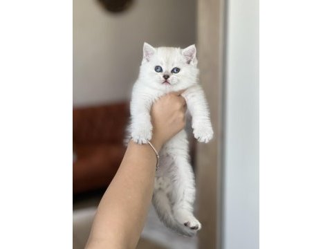 Evinizin neşesi british shorthair silver point