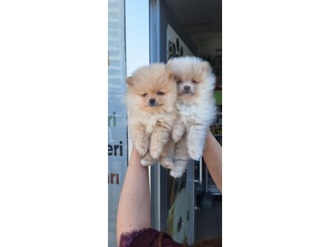 Pomeranian boo yavrular