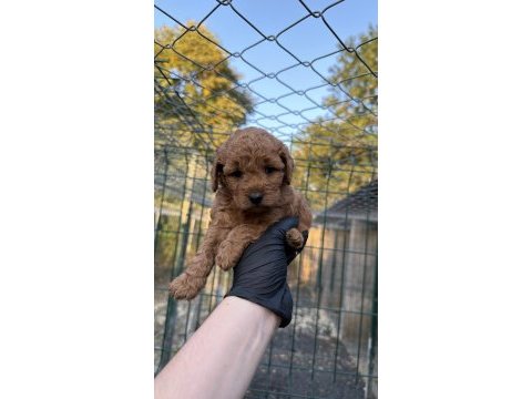 Red brown toy poodle