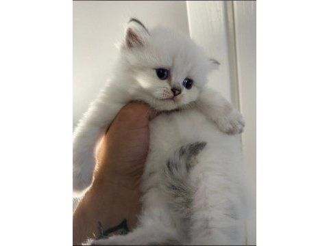 British shorthair ve longhair yavru kediler tamamen orjinal