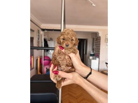 Maltipoo bebeklerim