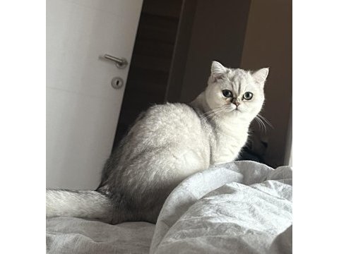 British kızıma eş arıyoruz