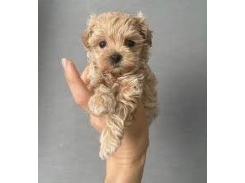 Orijinal avuç kadar teacup kore maltipoo