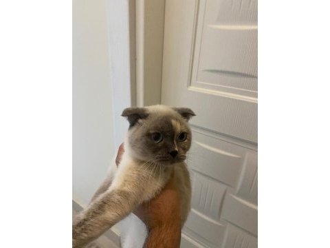 Scottish fold acil yeni yuvasını arıyor
