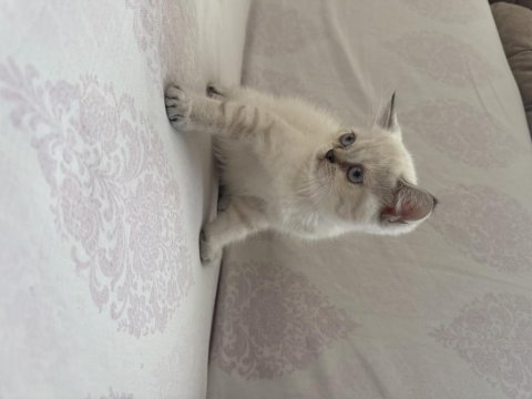 Yeni yuvalarına hazır british shorthair yavrular