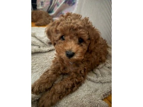 Toy poodle yavrularımız hazırdır