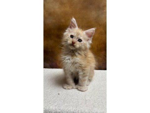 Mco erkek polydactyl wcf kayıtlı