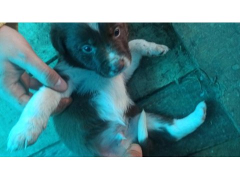 Border collie yavrulari