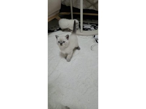 British shorthair yavrumuz