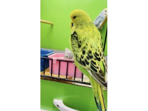 Show jumbo muhabbet kuşu