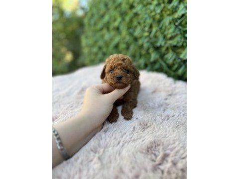 Toy poodle bebekler üst kalite