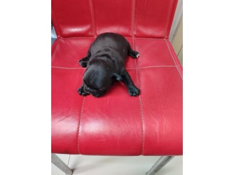 Fransız bulldog erkekler