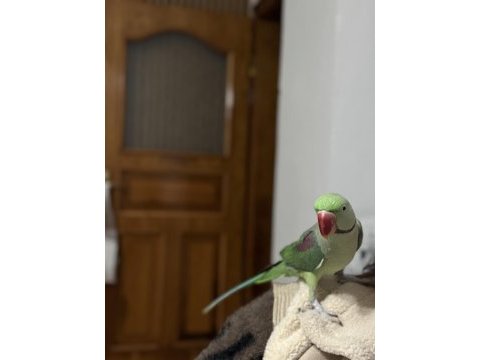 Daha yeni eşleşmiş takım alexander