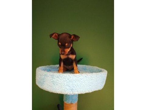 Sıfır numara pinscher yavrularımız