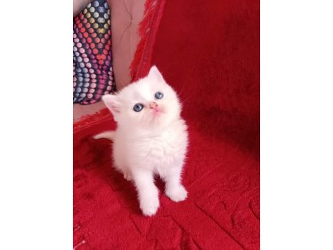 Safkan british shorthair yavrularımız
