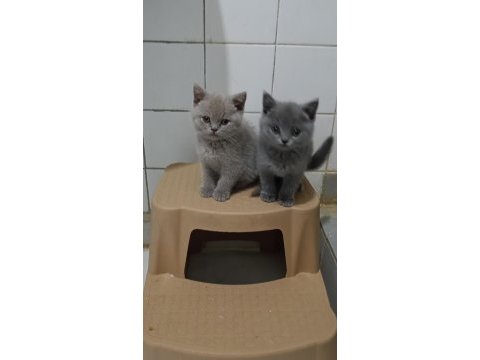 50 günlük minik kedilerimiz yuva arıyor