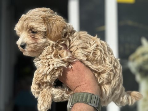 Petmode köpek çiftliğinden kore maltipoo