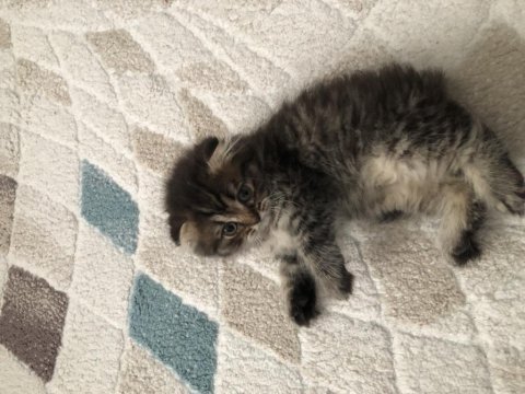 Yavru scottish fold
