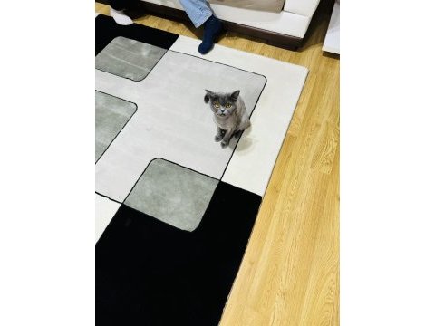 2,5 yaşında kısırlaştırılmamış british shorthair