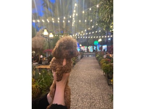 Tüy dökmeyen sağlık ırk kalite garantili poodle yavrularımız