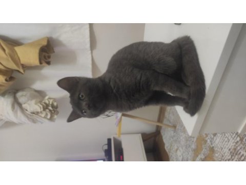 British shorthair kedisi 8-10 aylık