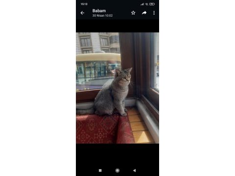 10 aylık british longhair