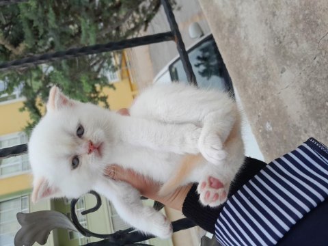 Scottish fold ve scottish straight erkek ve dişi