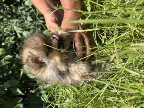 Sevimli ayı surat pomeranian boo