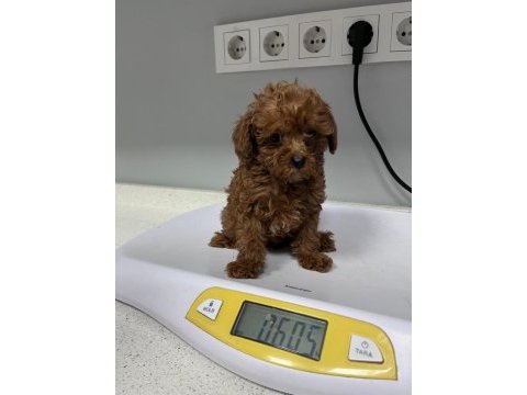 Kore tea cup poodle yavrular