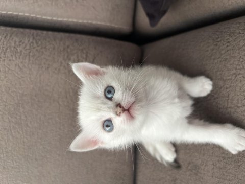 British shorthair erkek yavrumuz