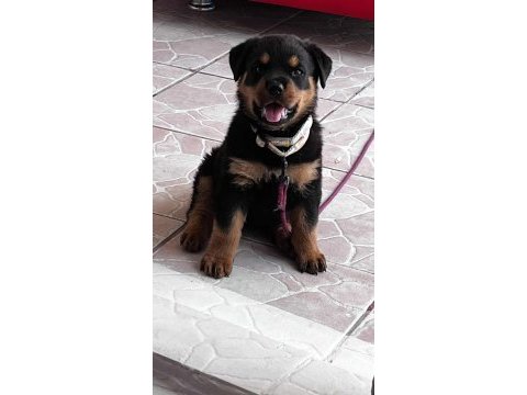Üretim çiftliğinden rottweiler yavrular