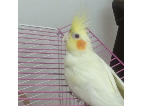 Lutino erkek 5 aylık sultan papağanı