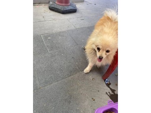 3 yaşında erkek spitz