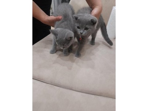 3 aylık erkek scottish fold oyuncu