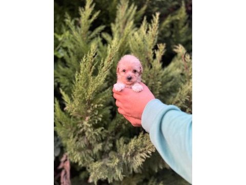 Maltipoo yavrularımızı canlı görerek alabilirsiniz