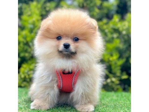 Sevimli pomeranian boo yavrularımız
