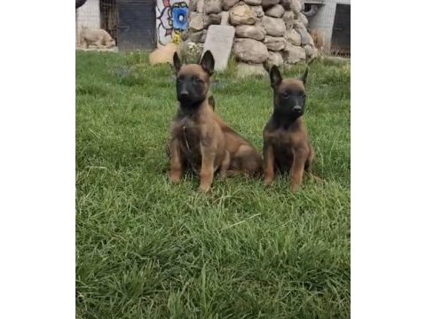 Belçika malinois
