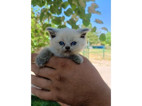 Orjinal yavru british shorthair blue point erkek