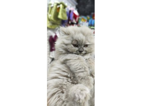 A kalite british longhair