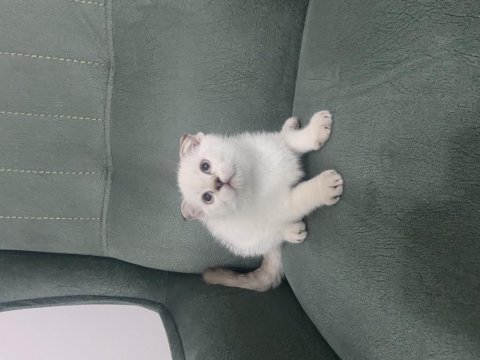 Scottish fold blue point ve tabby yavru