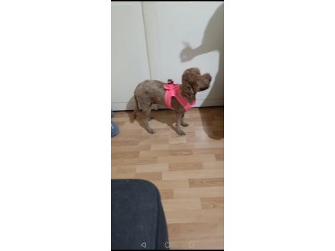 Efsane toy poodle dişi 1.5 yaşında