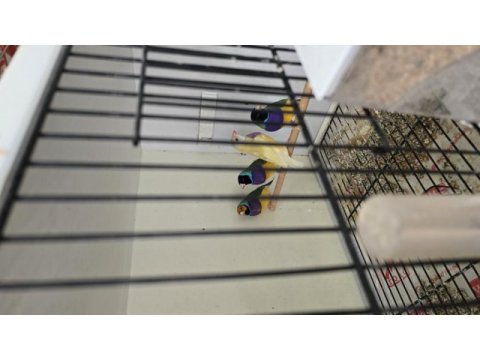 Gouldian finch (gökkuşağı ispinozu)