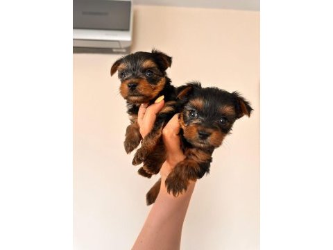 45 günlük terrier yorkshire yavru (baba ve annesi bizde)
