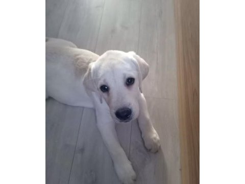 Eğitimli full aşılı yavru