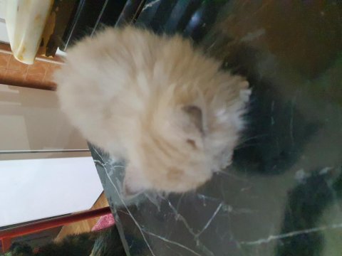British longhair yavrular