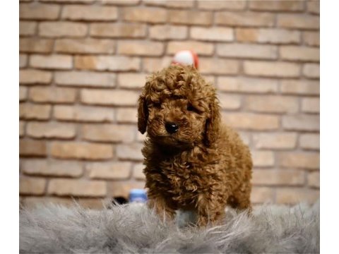A kalite toy poodle yavruları