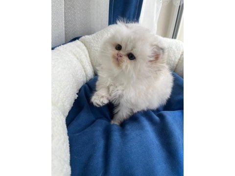 Irk ve kaliteli bebek kedimiz yeni yuvasını arıyor