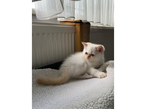 Maviş gözlü british shorthair kızlarım