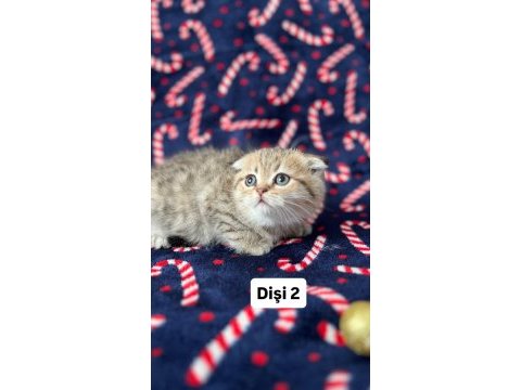 5 adet british shorthair yavrularımız